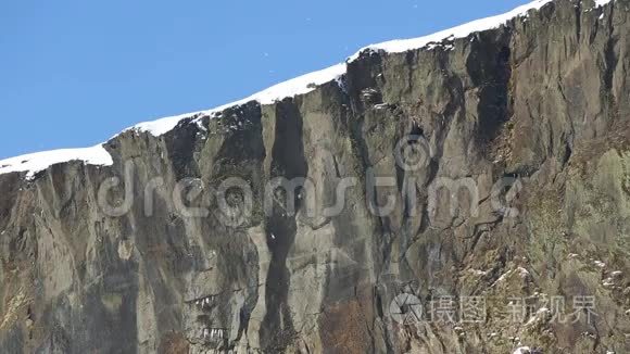 鸟窝在山上视频