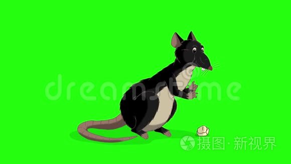 黑老鼠坐着吃奶酪动画ChromaKey