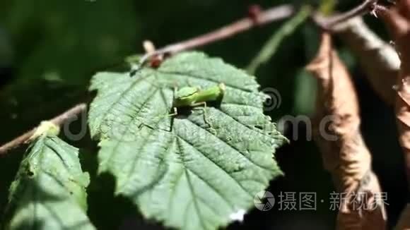 一棵树叶子上的小螳螂视频
