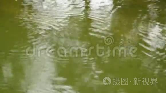 雨滴的涟漪在池塘里扩散视频