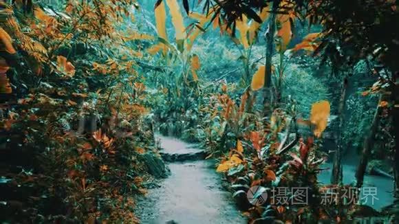 热带丛林之路视频