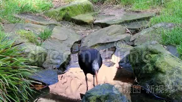 饮用隐士伊比斯或北鲍德伊比斯视频