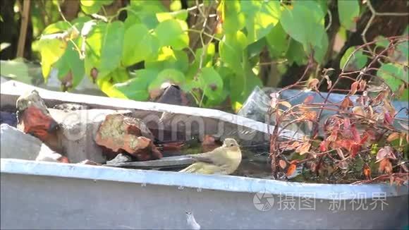 在水里洗澡的松鸟视频