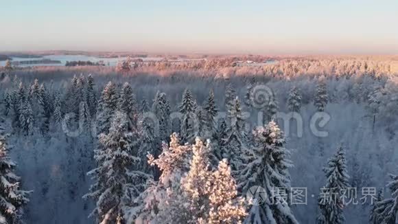 日落时有雪树的冬林视频