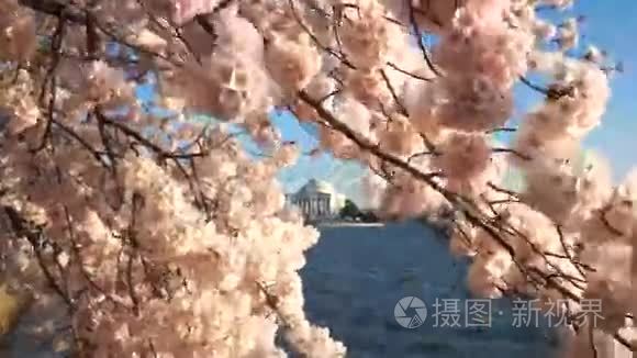 风和日丽的春日樱花视频
