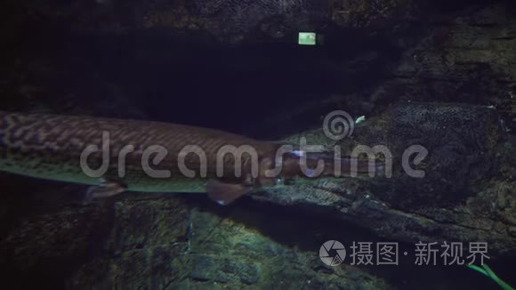 淡水水族馆里长鼻子的石榴漂浮物