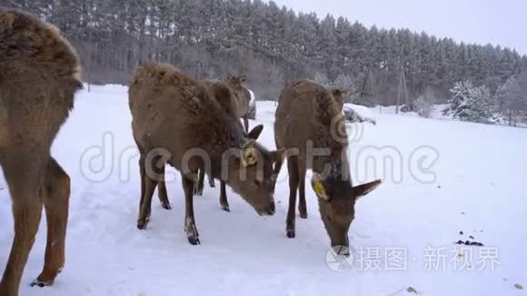 冬天鹿场围栏里的小鹿视频