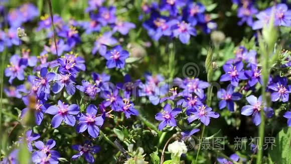 大自然中的一种蓝色的野花