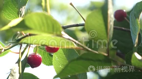 红樱桃在树枝上，有一对美味的浆果，特写。 夏季有成熟红浆果的樱桃园