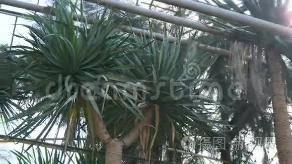 植物园里的各种棕榈树视频