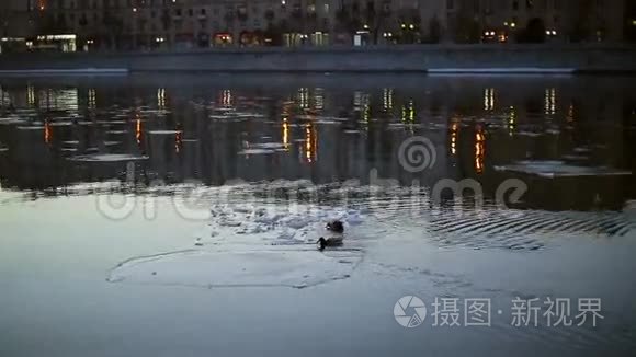 城市浮冰上的鸭子视频