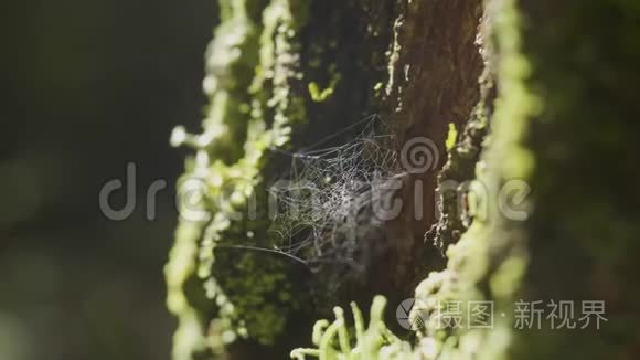 树枝上的蜘蛛网和太阳反射。 蜘蛛`的网络树树干。 带苔和太阳的树皮网