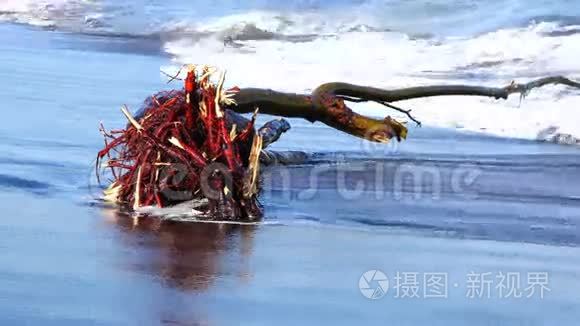 一棵红根的树在黑沙滩上洗海水视频