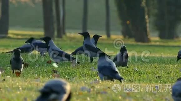 乌鸦在草地上晒太阳视频