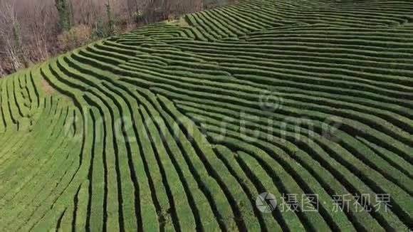 拍摄天然茶园.