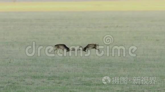 鹿在季节打架视频