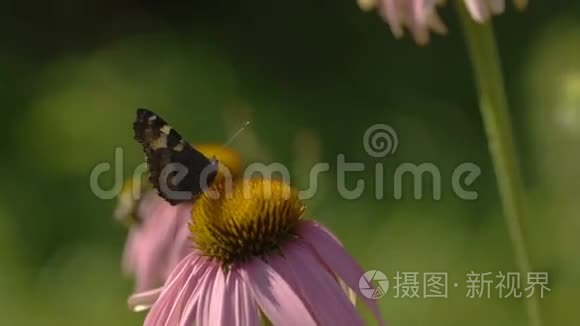 在紫锥花上的蝴蝶视频