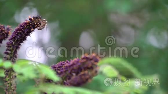 在紫薇花上近距离拍摄蜜蜂视频