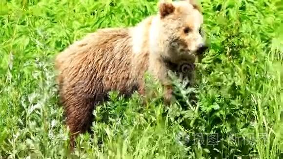 棕熊生长着绿色的草视频