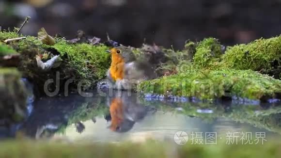 罗宾沐浴在森林的水池里视频