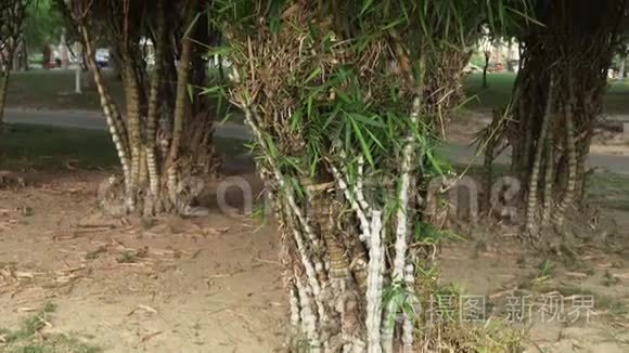 热带公园的竹棕树
