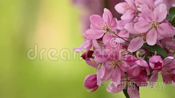 合上粉红色亚洲野生海棠花视频