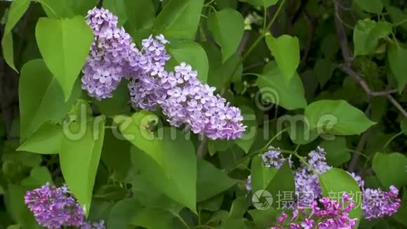 美丽清新的紫紫丁香花.. 合上紫色丁香花..