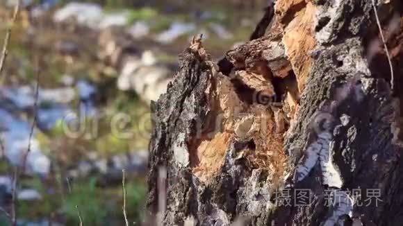 伐木工人在灰尘后砍柴斧视频