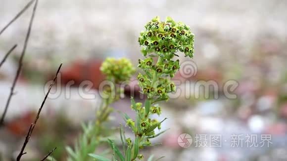 大戟地中海鲟鱼雨天野生植物视频