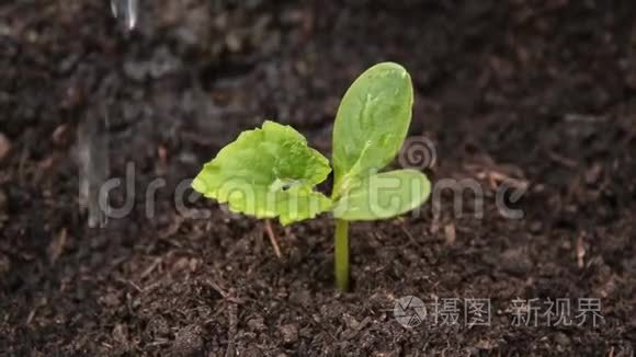 用浇水呵护黄瓜芽视频