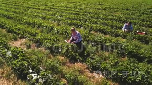 两个女孩在种植园采摘草莓