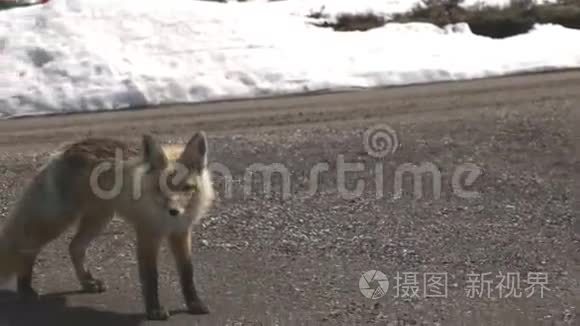 野狐沿着泥路走视频