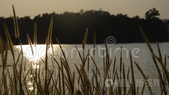 泰国王邦水库日落时刮起的草花视频