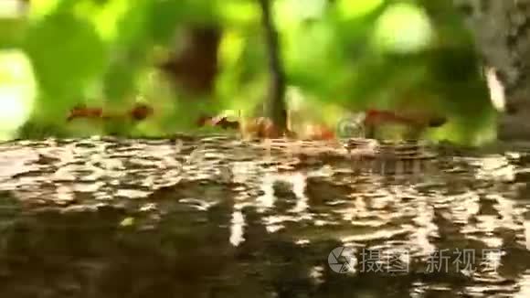 蚂蚁在树枝上行走视频