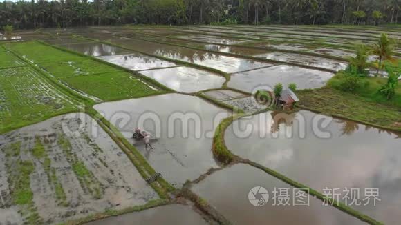 用分蘖拖拉机准备稻田种植的农民的鸟瞰图。 美丽乡村