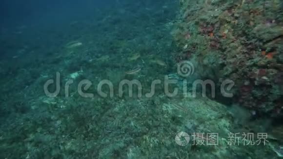 地中海海底的红视频