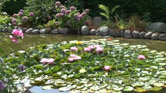 麻雀在花园的池塘里沐浴着睡莲