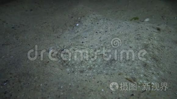 爬着寄居蟹的沙底