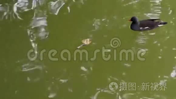 城市湖泊上的水母鸡视频