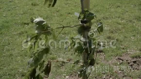 一株年轻的植物在大风中倾斜视频