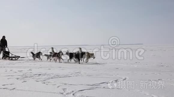 在冰冻的海湾训练雪橇狗视频