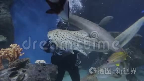 海洋生物的水下世界视频