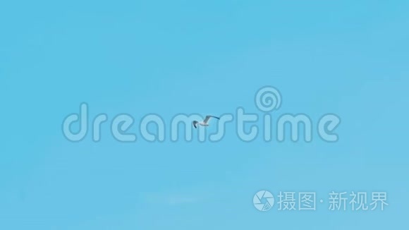 海鸥在蓝色多云的天空中飞翔视频