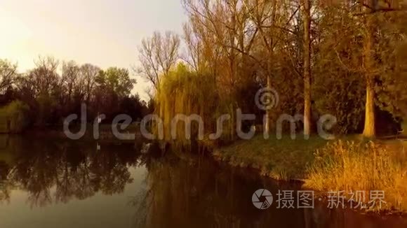 日落时有柳树的湖视频