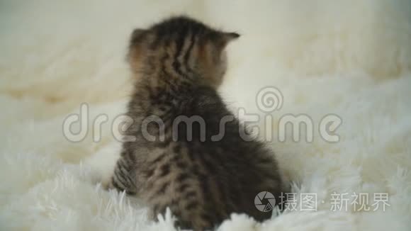 小猫咪在毯子上视频