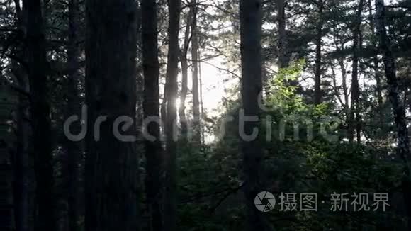 太阳穿过树林视频