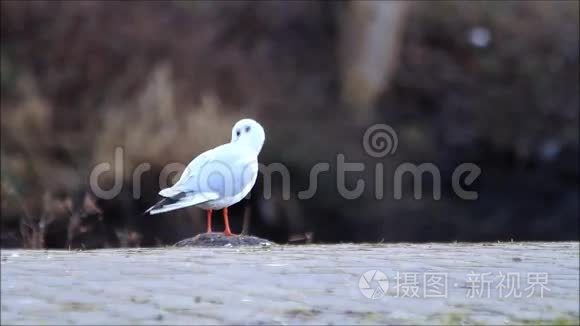 只有海鸥在人行道上