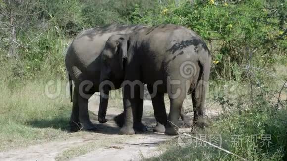 大象在它们的自然栖息地