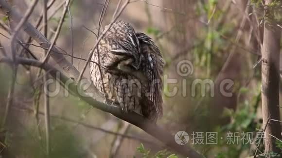 日本的长耳猫头鹰视频