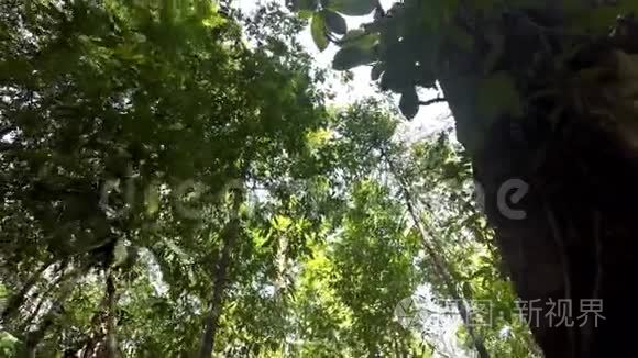 印尼苏拉威西北部雨中的树顶视频